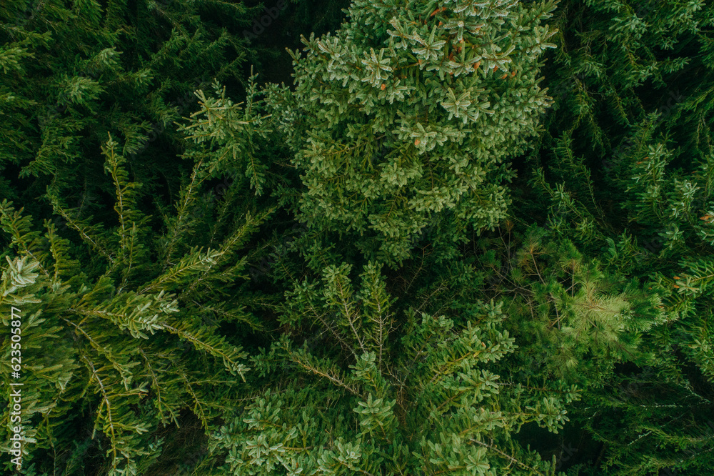 Obraz premium Aerial view of summer green trees in a forest in a rural settlement. Drone photography