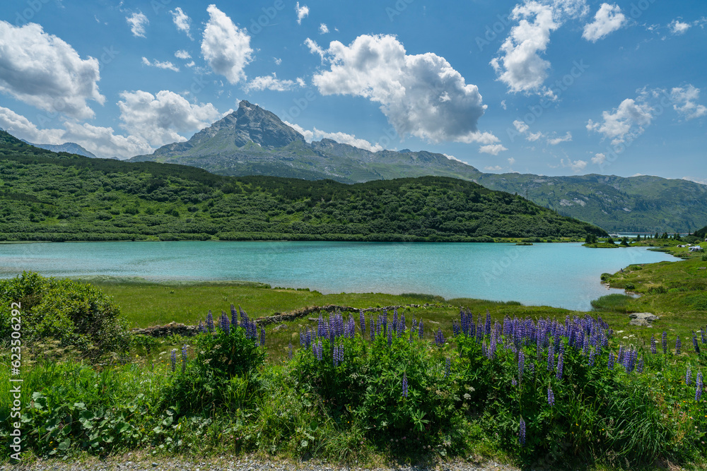Wunderschöne blaue Lupine auf grüner und blühender Wiese am Ufer des Alpensees mit türkisfarbenem Wasser und steilem Berg im Hintergrund. Sommergefühl im Wandergebiet in den Vorarlberger Bergen