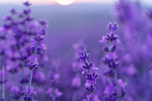 Lavender flower background. Violet lavender field sanset close up. Lavender flowers in pastel colors at blur background. Nature background with lavender in the field.