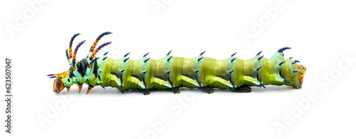 hickory horned devil - Citheronia regalis - larva caterpillar form of regal or royal walnut moth with bright green, orange, red blue and black colors. Isolated on white background side profile view