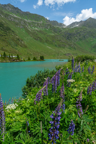 Wunderschöne blaue Lupine auf grüner und blühender Wiese am Ufer des Alpensees mit türkisfarbenem Wasser und steilem Berg im Hintergrund. Sommergefühl im Wandergebiet in den Vorarlberger Bergen photo
