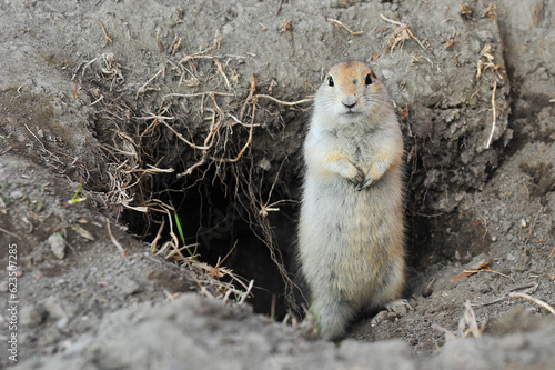 Canvastavla prairie dog standing at gopher hole burrow