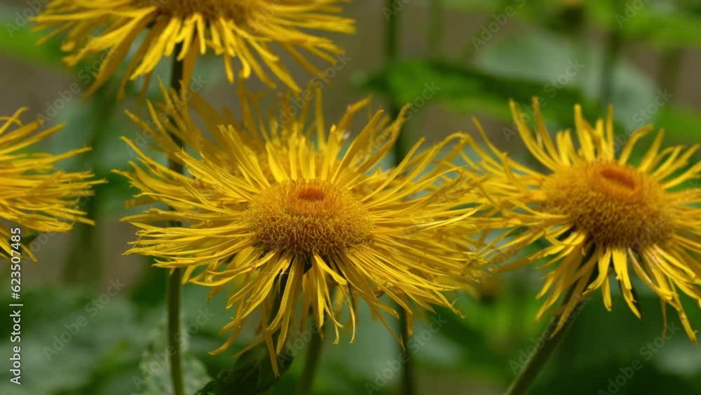 Yellow Oxeye in natural environment (Telekia speciosa) - (4K) Yellow Oxeye in natural environment (Telekia speciosa) - (4K)