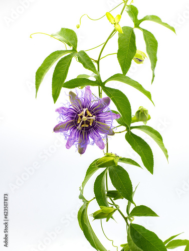 passionflower passiflora incarnata x cincinnata incense hybrid. Maypop or passion vine. Larger purple flowers and leaves with five lobes are traits of ‘Incense’ Isolated on white background photo