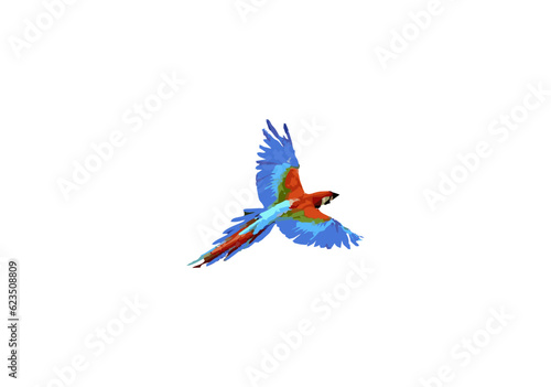 full color flying bird