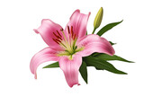 Pink Lily Flower Isolated on Transparent Background, Generative AI