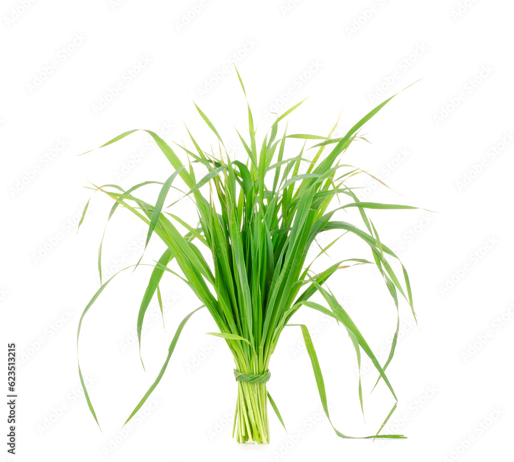 Obraz premium Young juicy green sprouts of the wheat, oats on white background