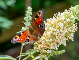 inachis io butterfly on Buddleja flower