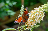 butterfly on summer lilac flower