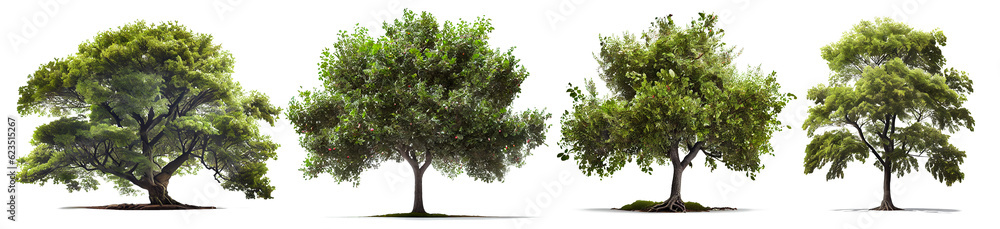 Trees in tropical forest on transparent background (png)
