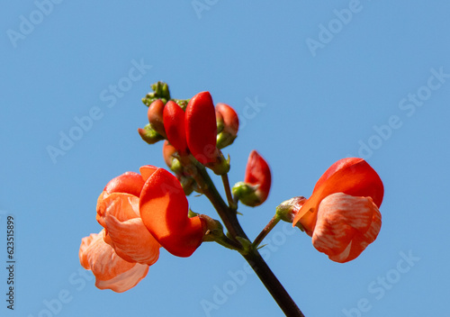 Schilderij op canvas A close-up of the red flowers of the Scarlet Runner Bean