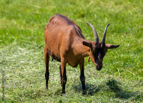 A domestic brown goat in the grass © sebi_2569