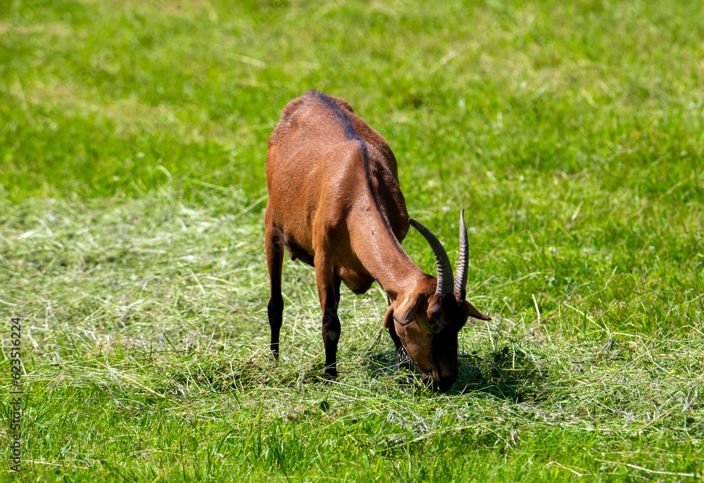 A domestic goat grazing grass in the field A domestic goat grazing grass in the field