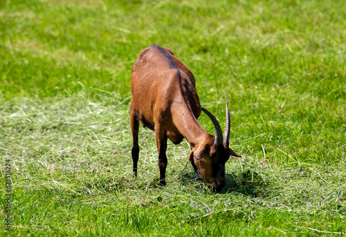 A domestic goat grazing grass in the field
