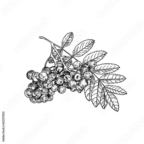 .Hand drawn branch of mountain ash with leaves and berries. Black and white drawing.  Vintage style.