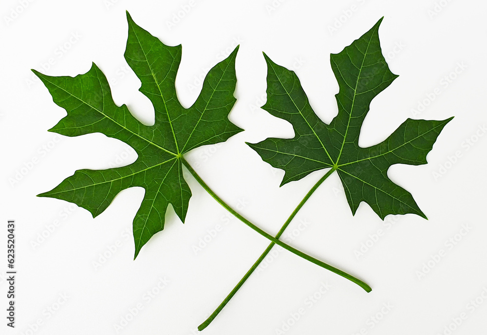 Papaya Leaf isolated on white background with clipping path. Nature organic big green leaves. Close up view. Papaya Leaf isolated on white background with clipping path. Nature organic big green leaves. Close up view.