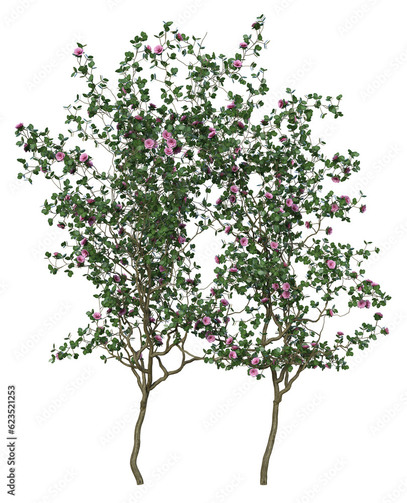 3d rendering flower bloom green tree pink roses isolated