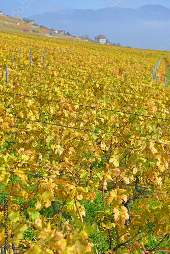 Vineyards in the Fall photo