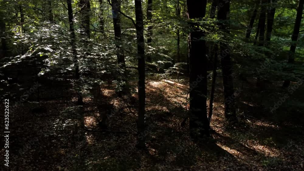 Captivating Forest Landscapes: Exploring the Magic of Green Summer and Autumn Sunlight in the Wilderness Captivating Forest Landscapes: Exploring the Magic of Green Summer and Autumn Sunlight in the Wilderness