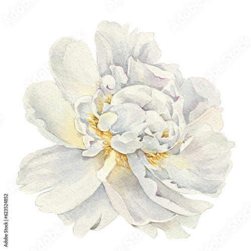 Watercolor illusrtation of a white peony flower head isolated om white background. Hand drawn botanical illustration. Perfect for wedding invitations, cards, fabric.