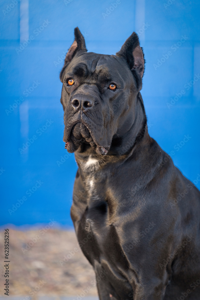 Black Cane Corso Italian Mastiff portrait