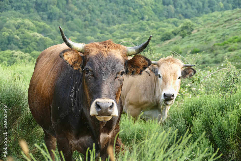 close up of cows of Aubrac breed in France