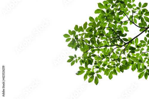 branch leaves or green leaf isolated. Tree Leaf Frame