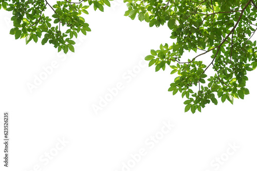 branch leaves or green leaf isolated. Tree Leaf Frame