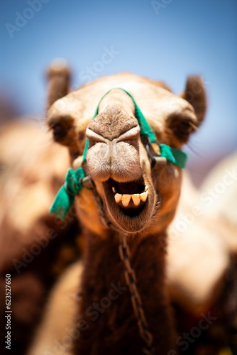 Camello