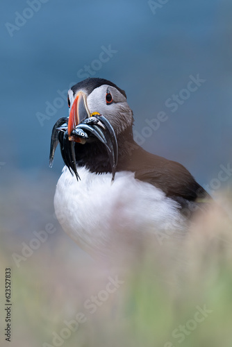 Atlantic puffin with catch of sand eels on the island of Lunga