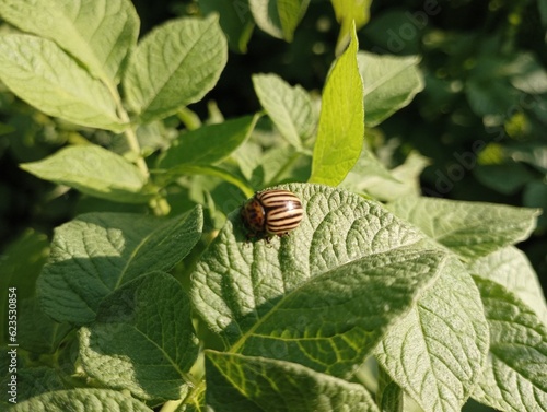 Colorado beetle on a potato leaf. Pests of vegetable crops. Striped beetle. Leptinotarsa decemlineata.