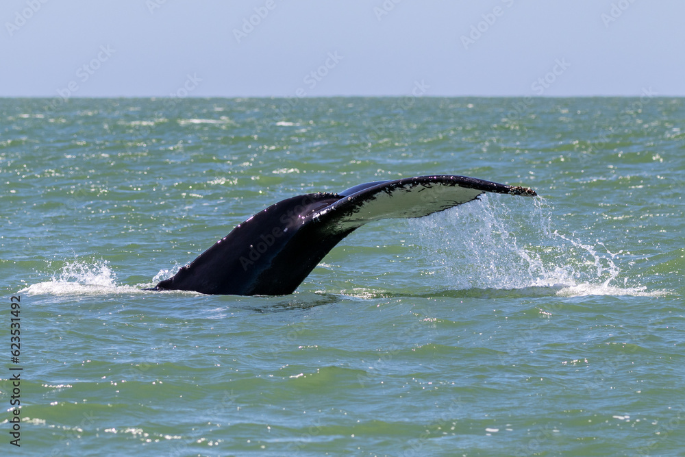 Obraz premium Tail of humpback whale (Megaptera novaeangliae) above water as it begins to dive. Water streaming off flukes. Off the coast of Monterey, California. 