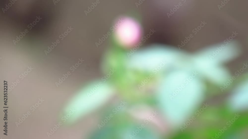 Creative focus pulls a shot of a rose flower on its plant. HD footage.
Creative focus pulls a shot of a rose flower on its plant. HD footage.