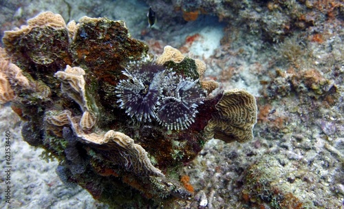 underwater image of feather duster worms attached to corals in a natural reef environment photo
