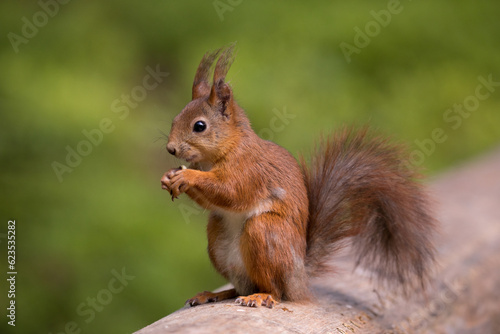 Red Squirrel Eating, close up, beautiful nature © AnnJane