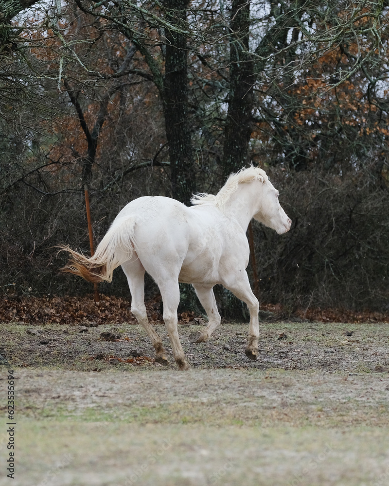 White horse running at gallop through Texas winter field. White horse running at gallop through Texas winter field.