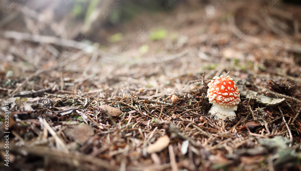 Red fly agaric mushroom on forest ground. Understory forest scenery with a fly amanita just emerging. Mushrooms harvest fungi concept or Fall landscape. Selective focus. Copy space.