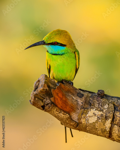bee eater bird
