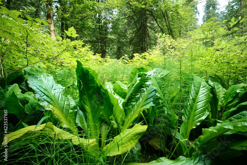 BC summer swamp or wetlands texture with large Skunk cabbage, Field Horsetail and salmonberry bushes. Overgrown lush green plants in forest clearing of North Vancouver, BC, Canada. Selective focus. © Petra Richli