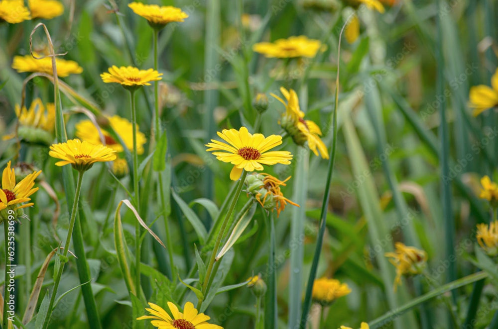 Fototapeta premium yellow flowers in the grass
