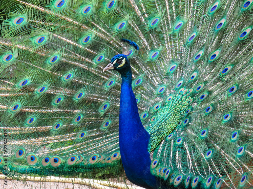 Obraz premium peacock with feathers