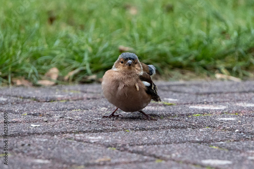 sparrow on the ground