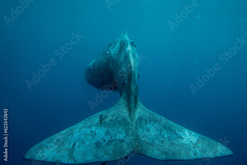 Underwater shot of a huge sperm whale tail