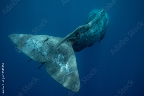 Underwater shot of a huge sperm whale tail