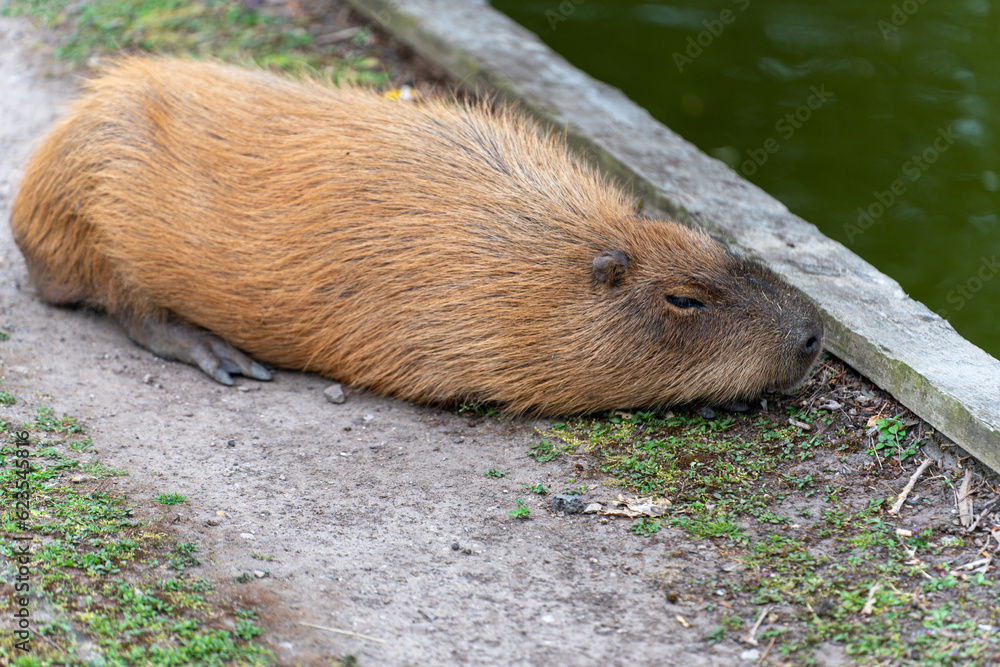 capybara at the zoo