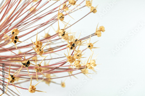 Ornament of dry stalks of giant onion with seeds close-up