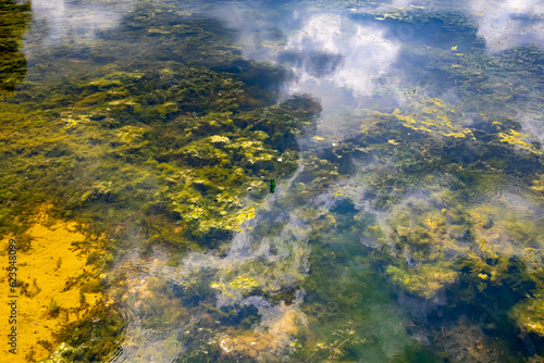 Close-up of the waters of a swampy pond with shallow water, moss, algae and sediment in background, mirror reflection of clouds on water surface photo