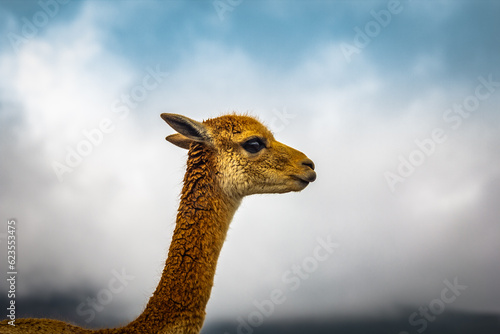 Adorable and cute vicuna or vicuña in the high alpine Andes of Ecuador at about 4700m on the way to the Edward Whymper refuge at the Chimborazo	