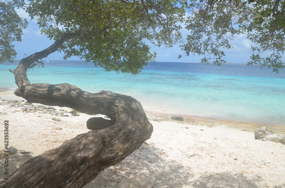 dream beach with white sand and a tree with the caribbean sea in background