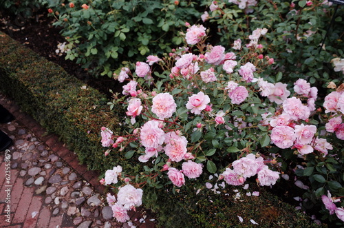 rosebush in the rose garden 